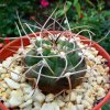 Gymnocalycium_ hossei_ b1